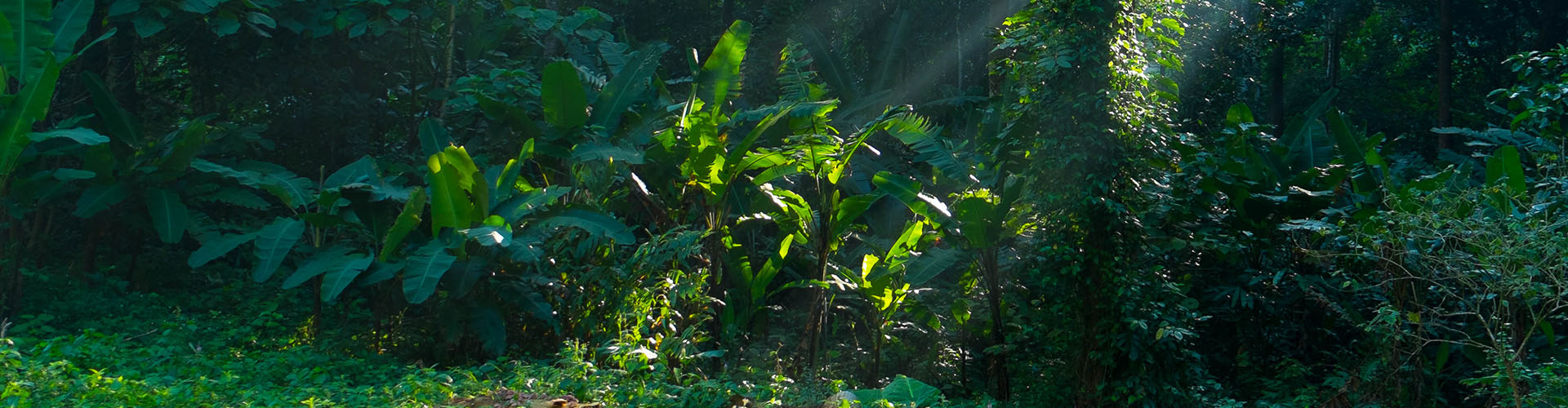 Sunbelt International header image for businesses for sale Canada.