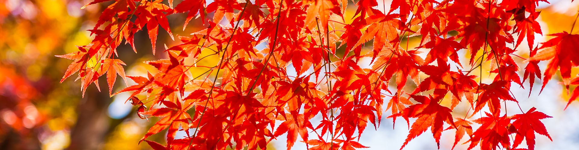 Why choose Sunbelt Canada for businesses for sale in Canada.
