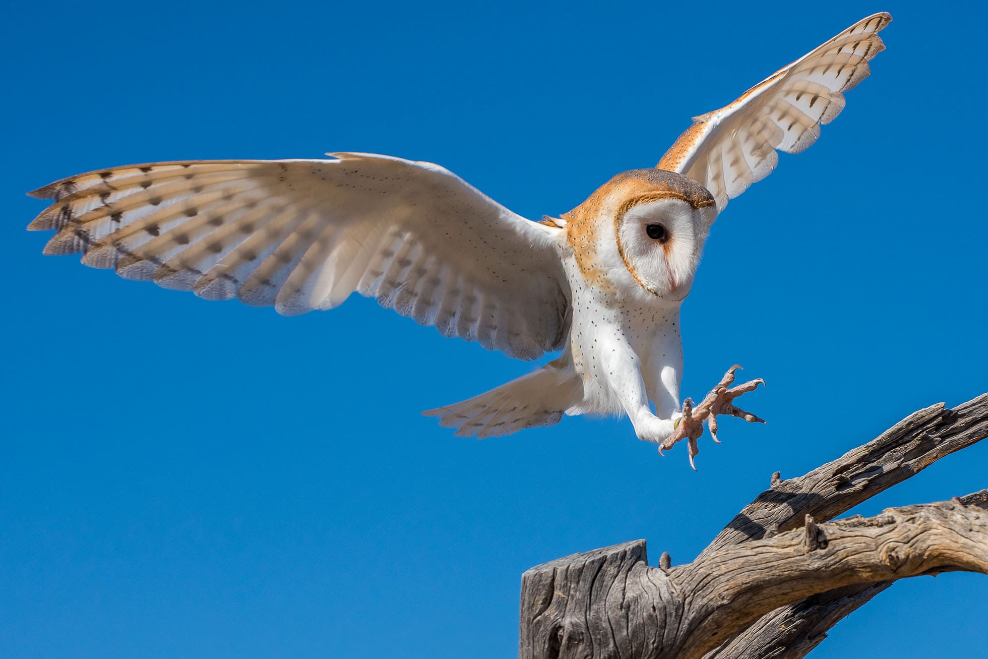 Risks of delaying the sale of your business.
