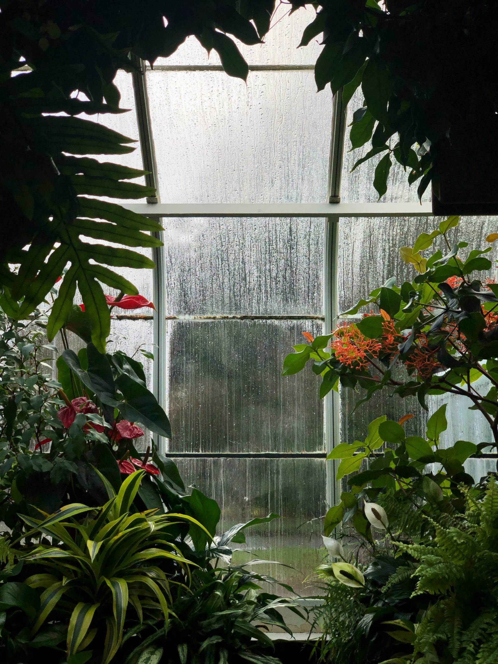 New, Never Been Set Up Greenhouse (to be delivered)