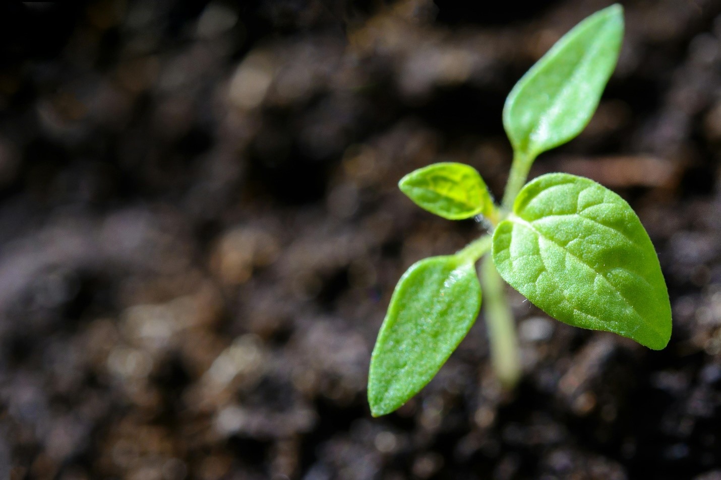 Gardening and Hydroponics Retail/Online Business for Sale