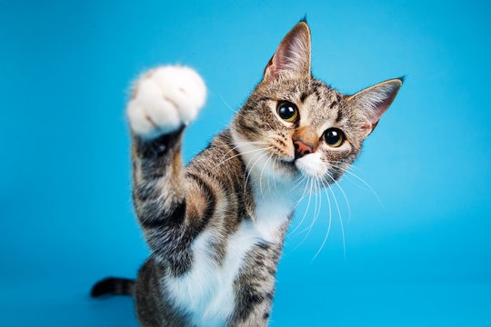 Small Animal Vet Clinic for sale